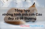 Hình nền cáo