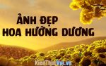 Hình nền hình ảnh hoa hướng dương