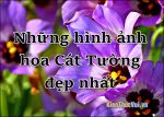 Hình nền hoa cát tường