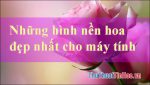 Hình nền hoa cho máy tính