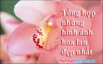 Hình nền hoa lan đẹp nhất the giới