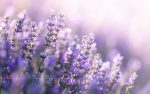 Hình nền hoa lavender cho dien thoai